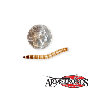 super worm with coin for scale reference