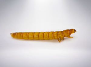 Wax Worms – Armstrong Crickets Georgia
