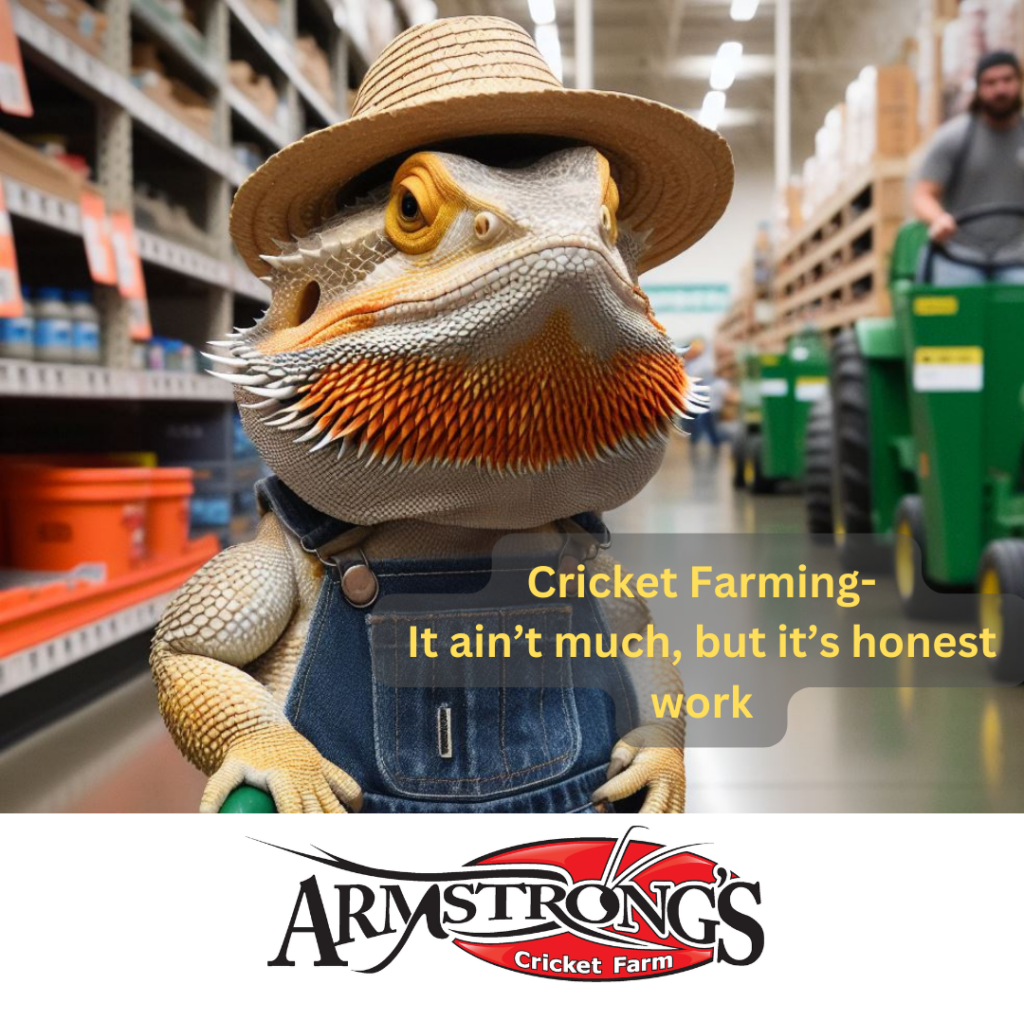 Bearded Dragon Farmer describing what cricket farming is all about. It ain't much but it's honest work.