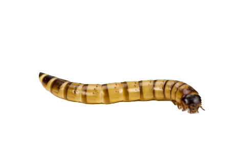 Close up of a super worm with no background